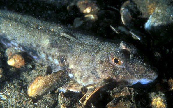 Callionymus lyra_006